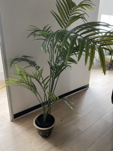Props-plant-palm